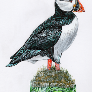 Lunga Puffin