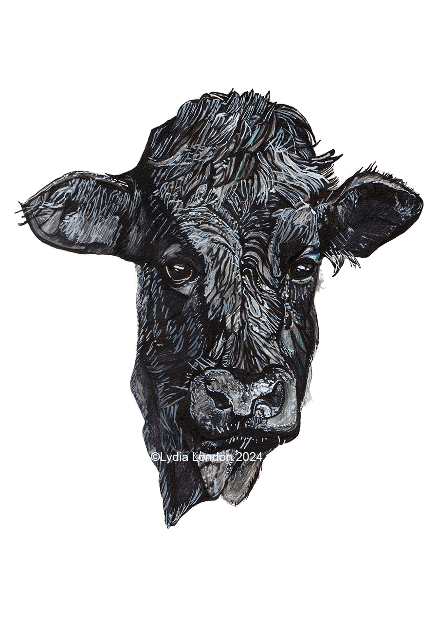 Black Cow