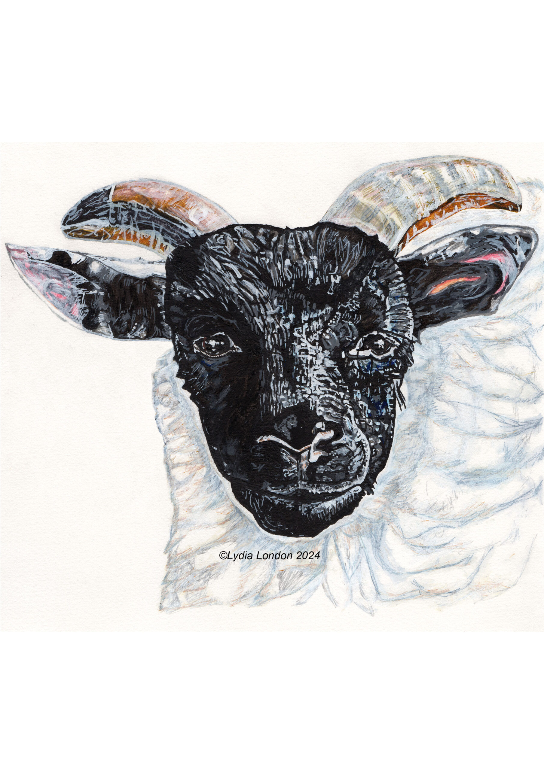 Scottish Sheep Print