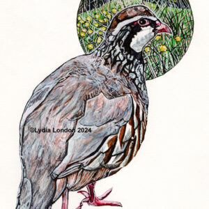 Partridge High Quality Print